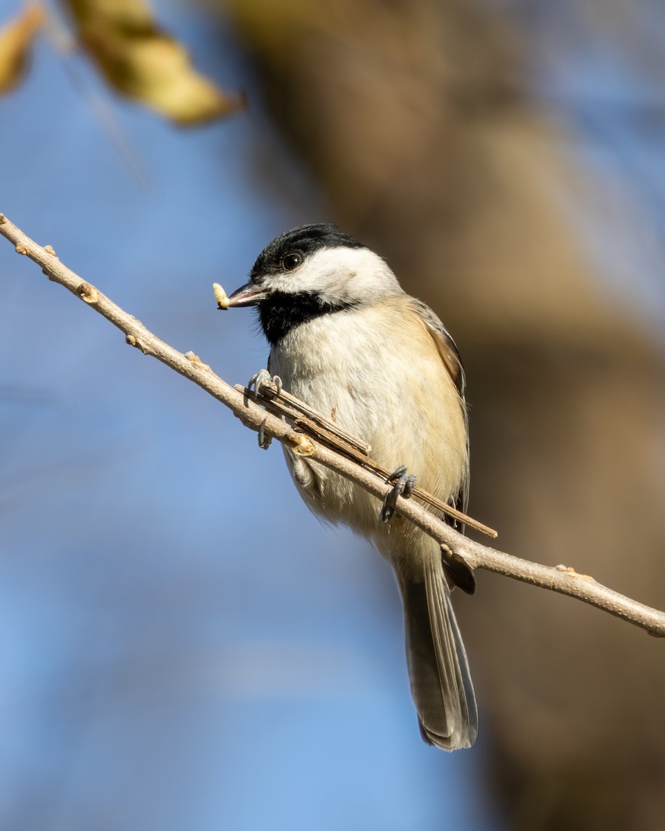 Carolina Chickadee - ML647185082