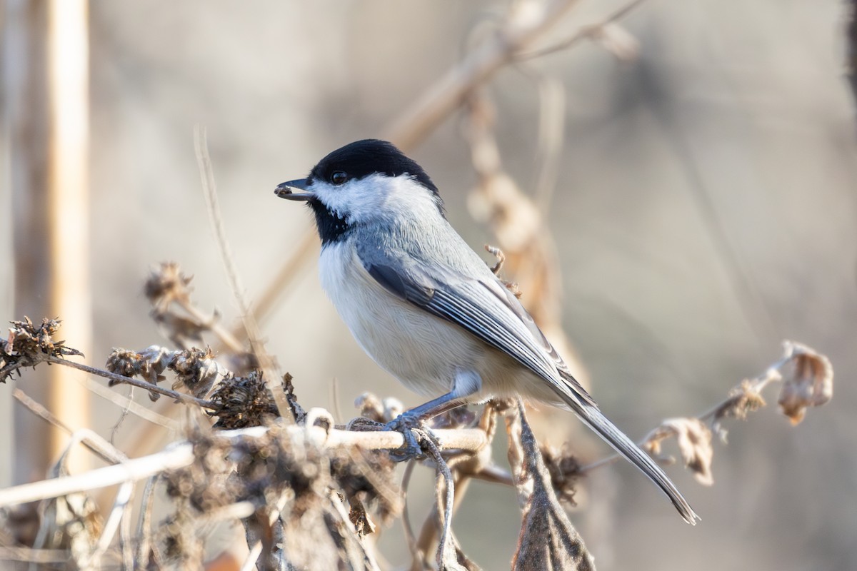 Carolina Chickadee - ML647185083