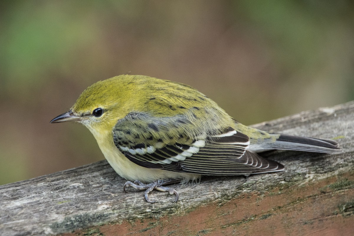 Bay-breasted Warbler - ML647185085