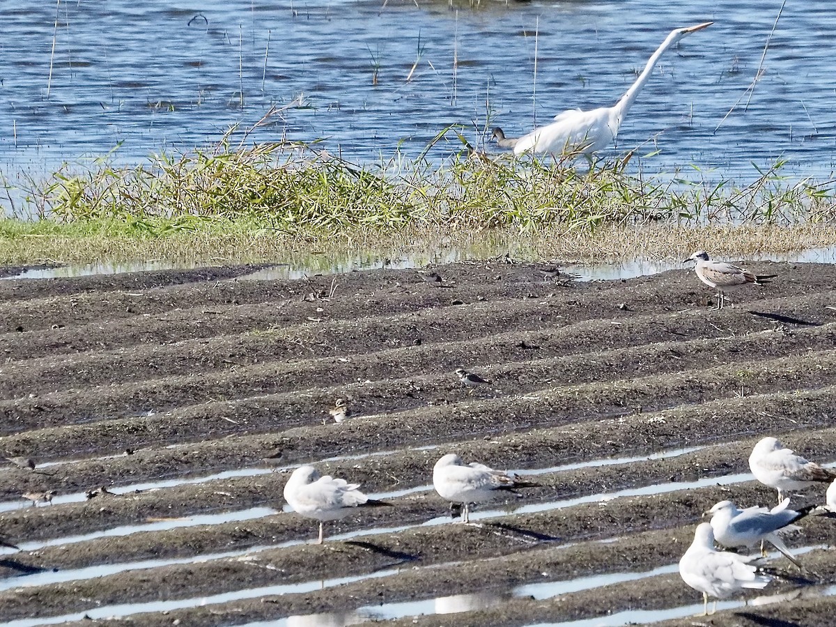 Semipalmated Plover - ML647185091