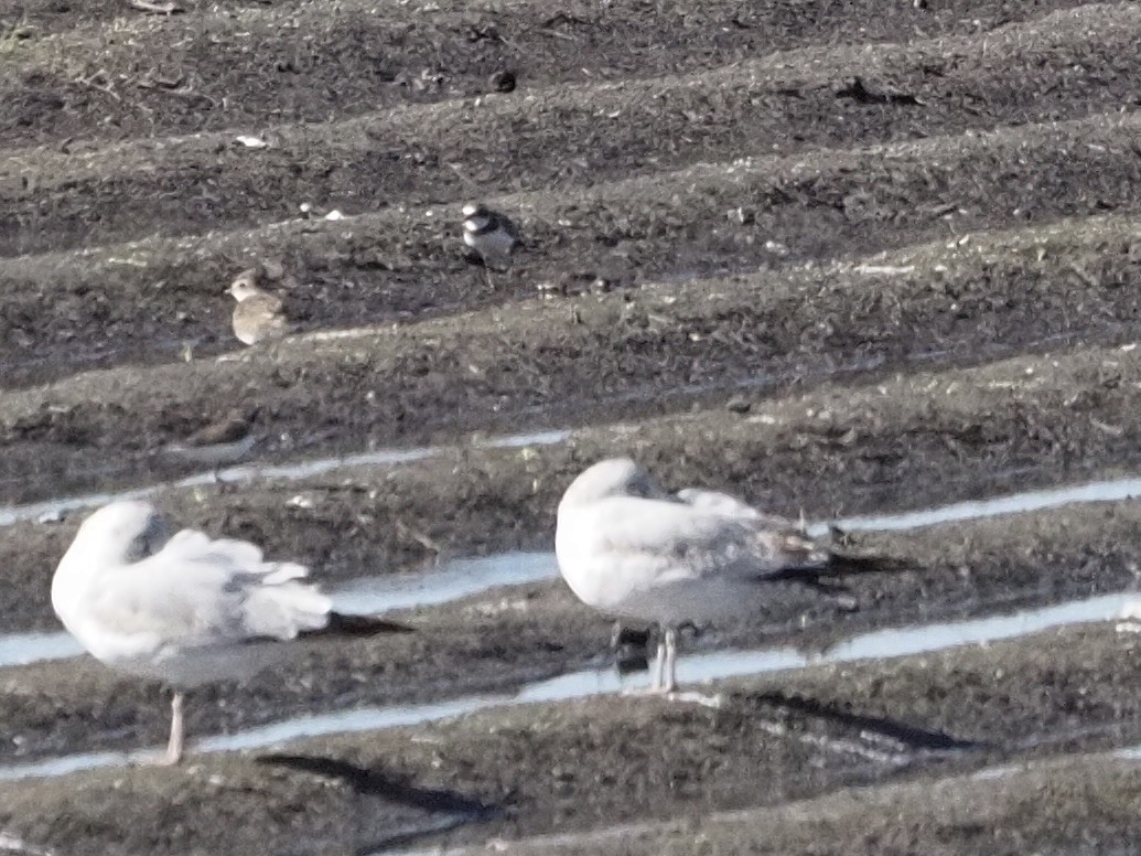 Semipalmated Plover - ML647185092