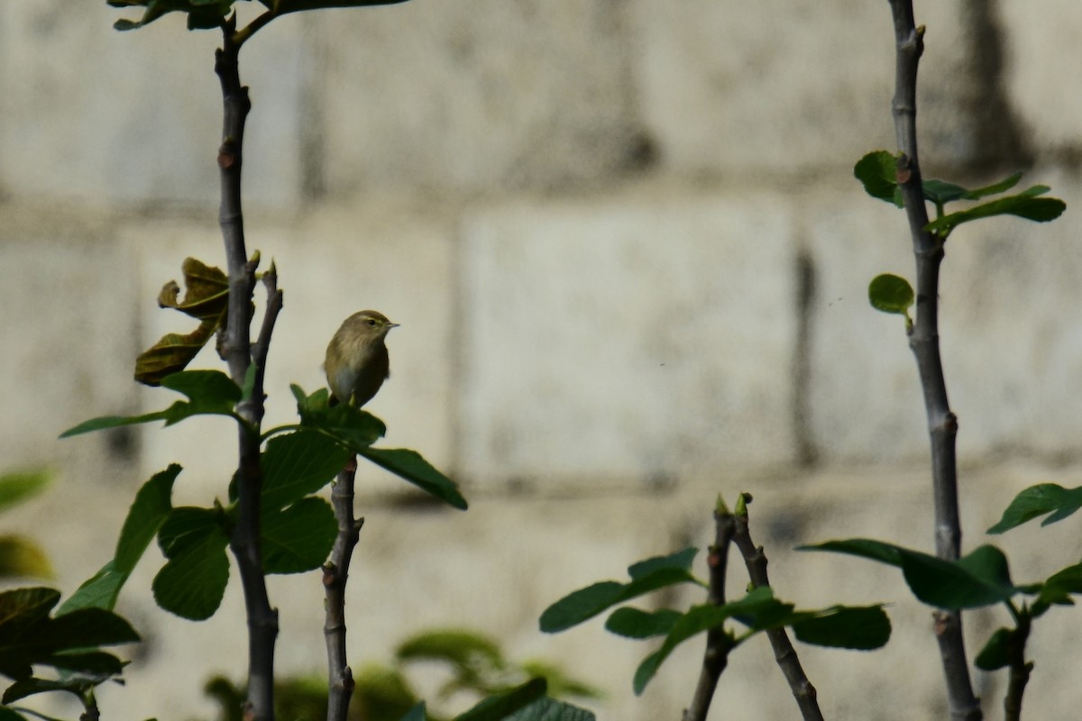 Пеночка-теньковка - ML647185093