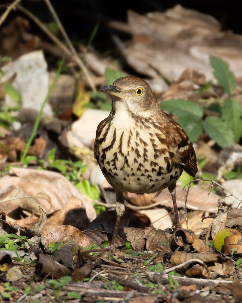 Brown Thrasher - ML647185096
