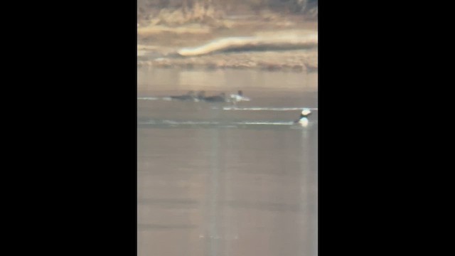 川秋沙 - ML647185101