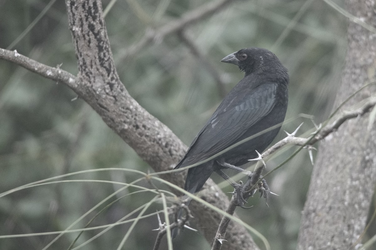 Bronzed Cowbird - ML647185103
