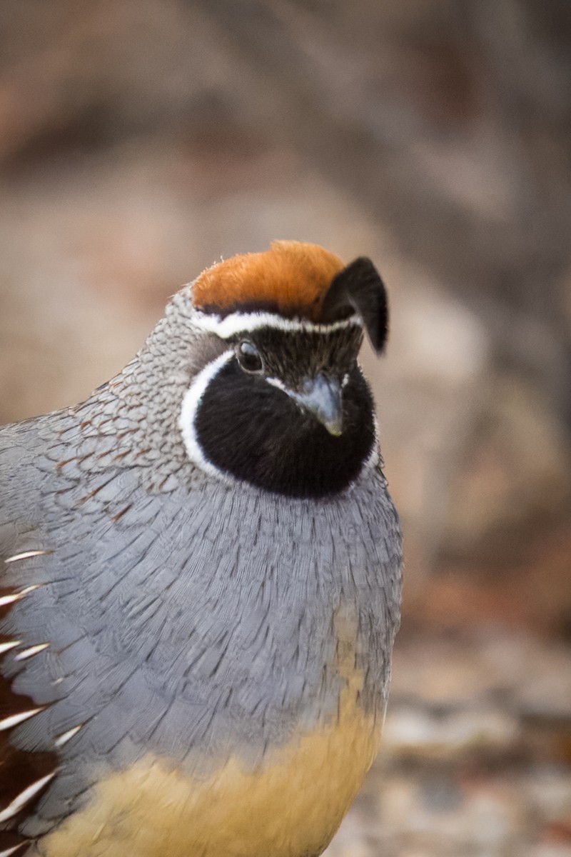 Gambel's Quail - ML647185104