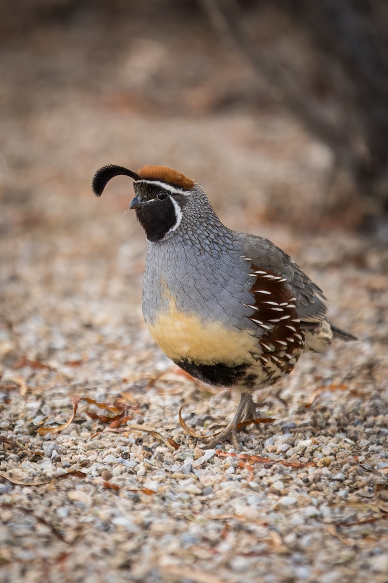Gambel's Quail - ML647185105