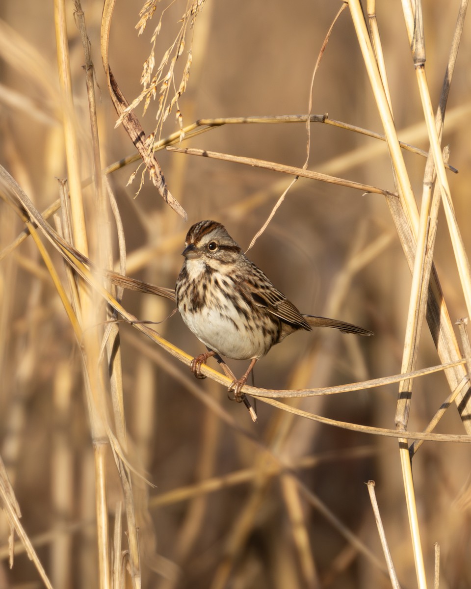 Song Sparrow - ML647185107