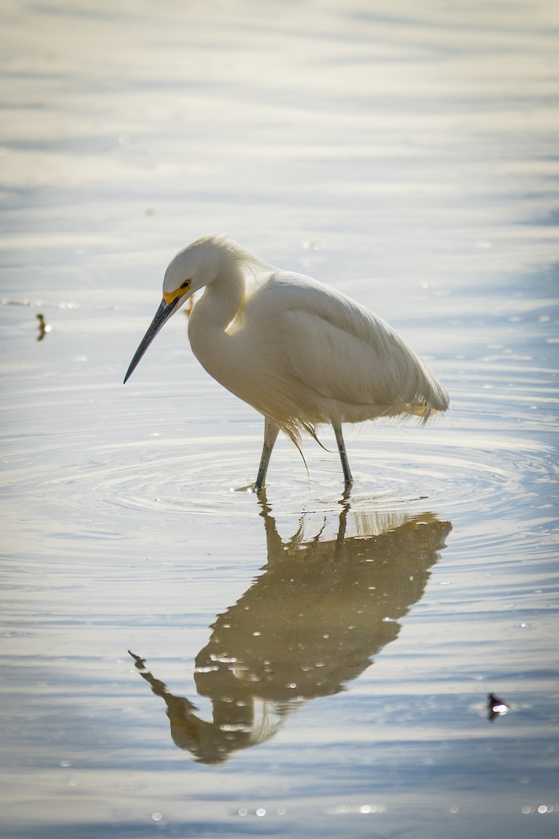 Snowy Egret - ML647185115
