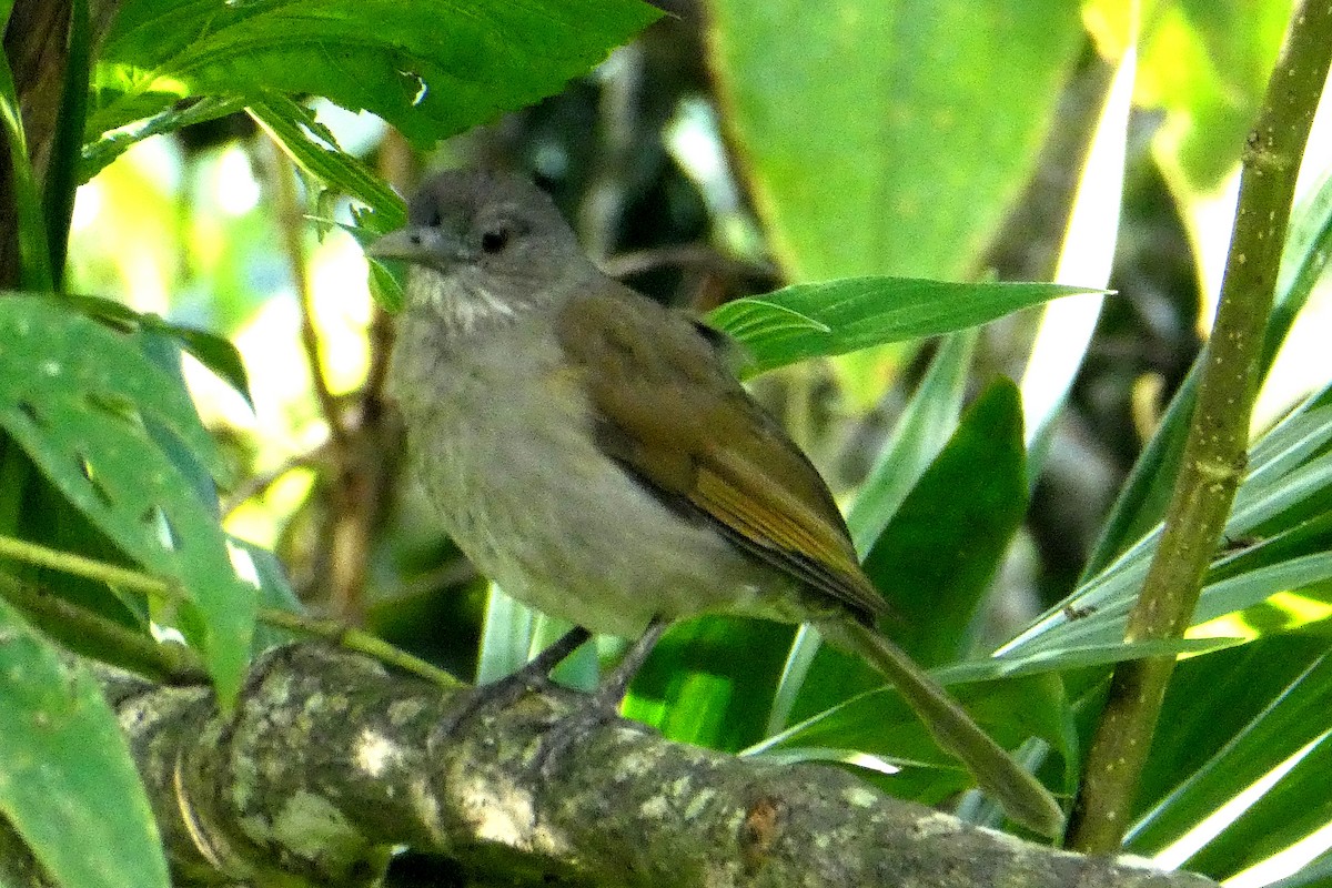 Zorzal Sabiá - ML647185127