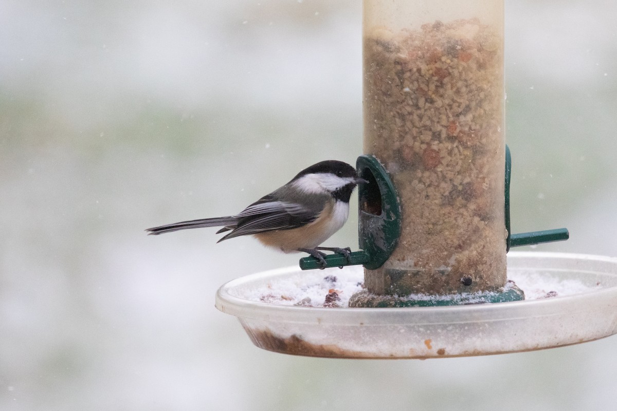Black-capped Chickadee - ML647185128