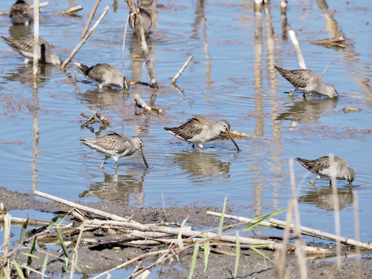 長嘴半蹼鷸 - ML647185130