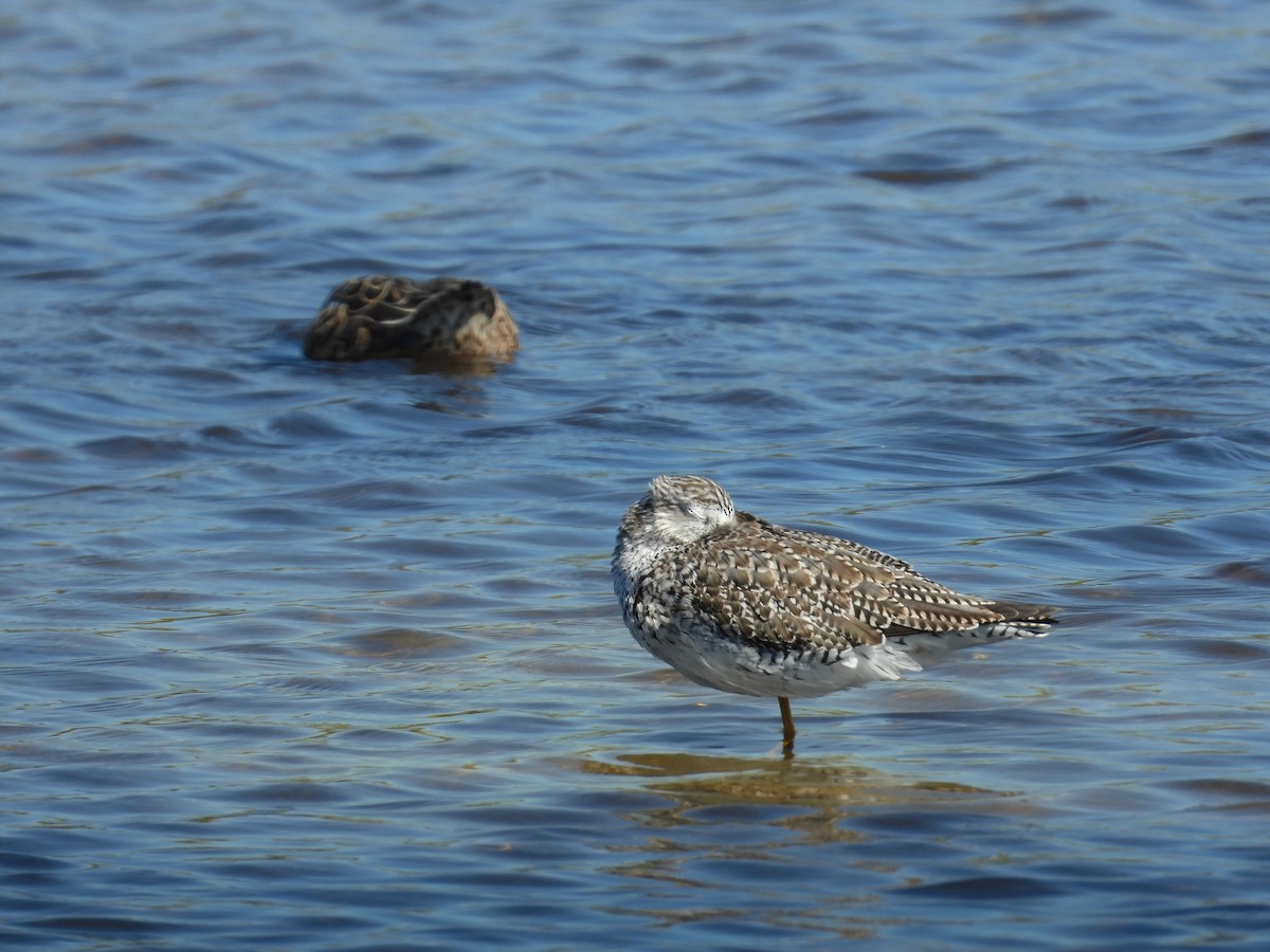 Greater Yellowlegs - ML647185133