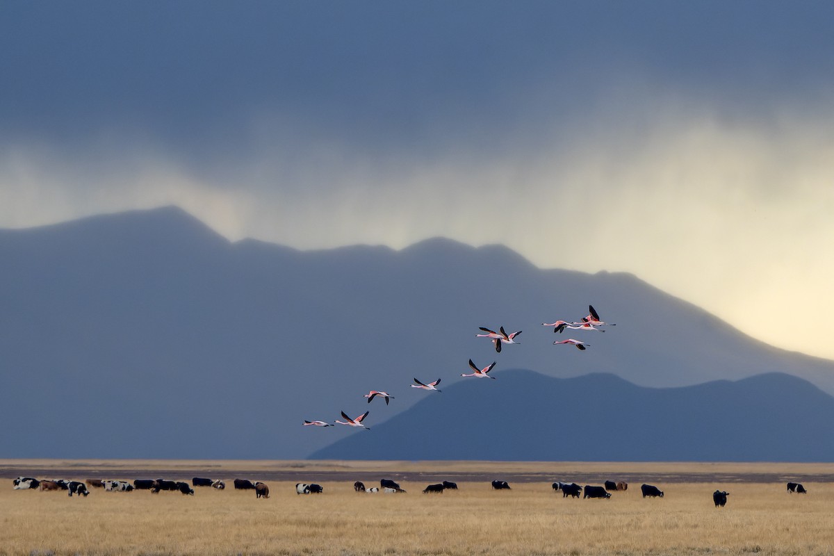 Andean Flamingo - ML647185134