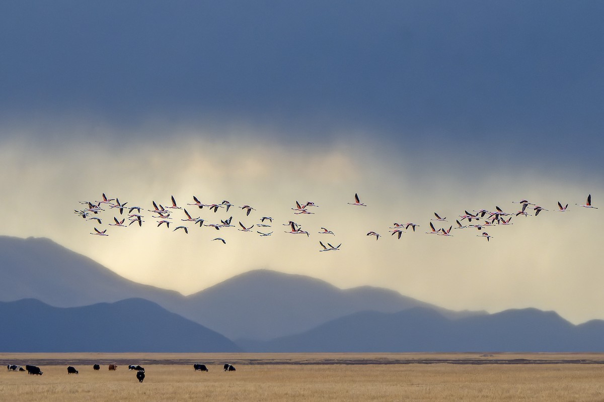 Andean Flamingo - ML647185135