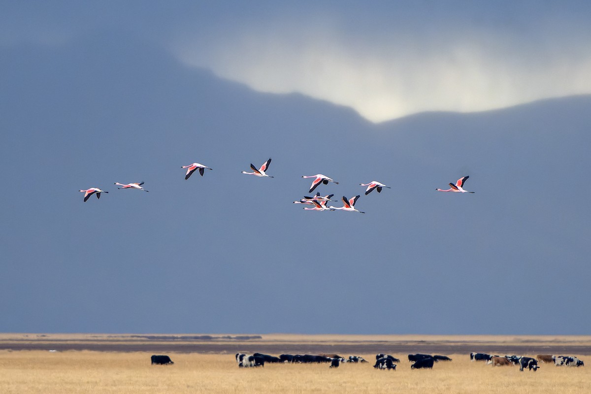 Andean Flamingo - ML647185136
