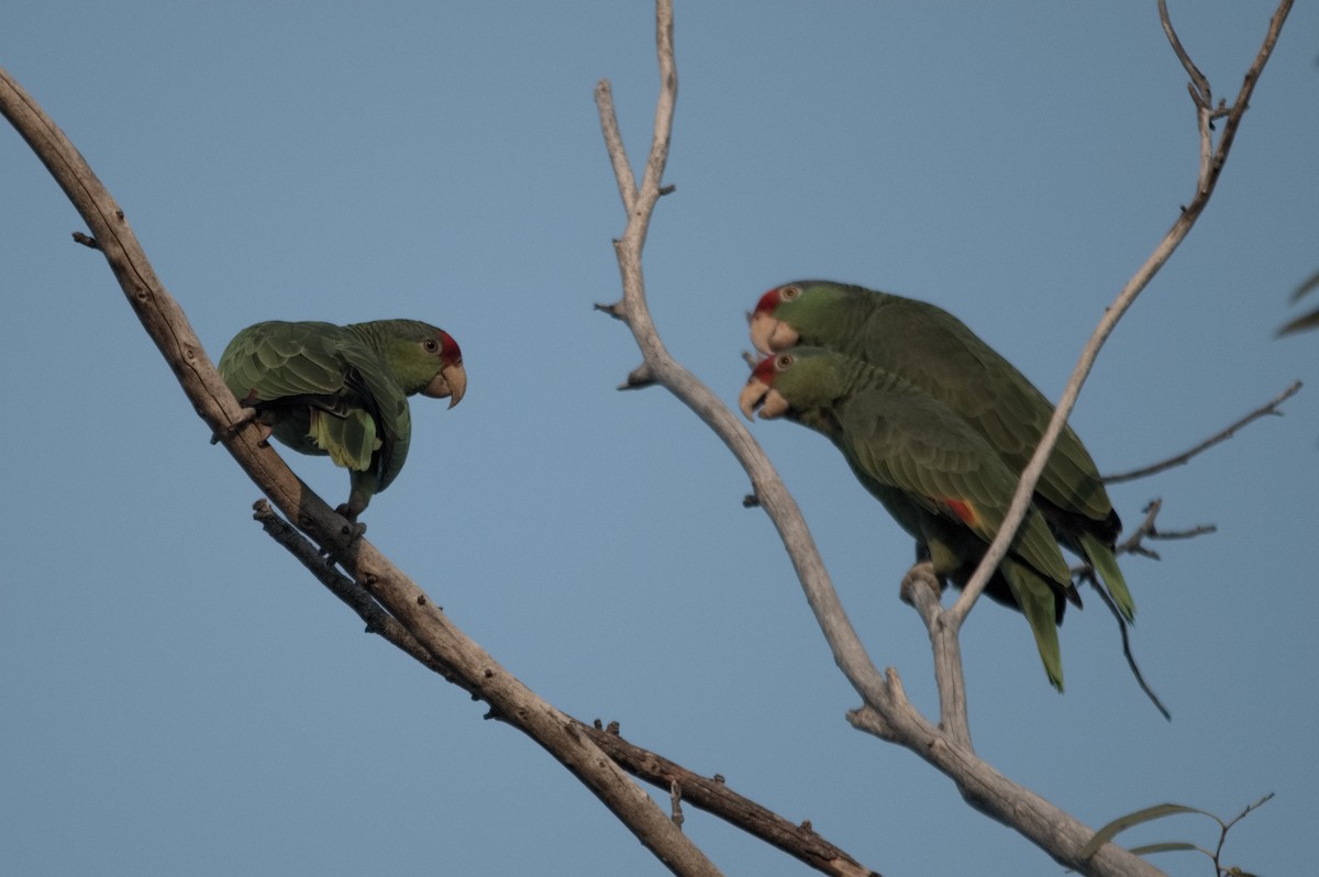 Red-crowned Amazon - ML647185137