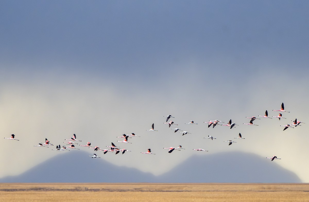 Andean Flamingo - ML647185138
