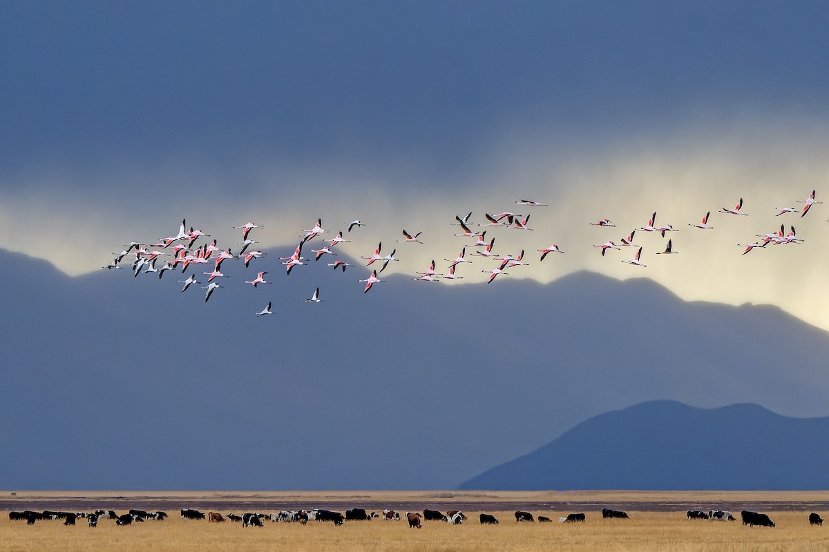 Andean Flamingo - ML647185139