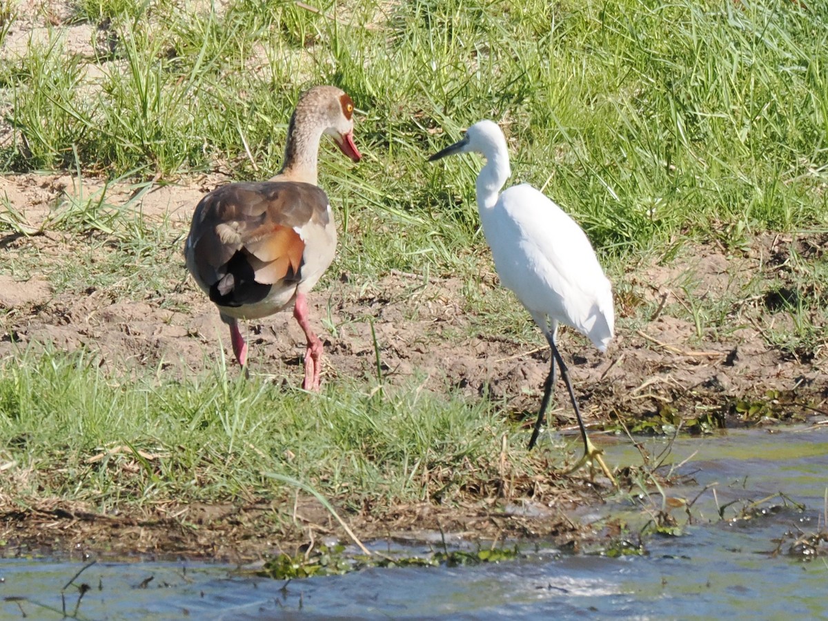 小白鷺 - ML647185140