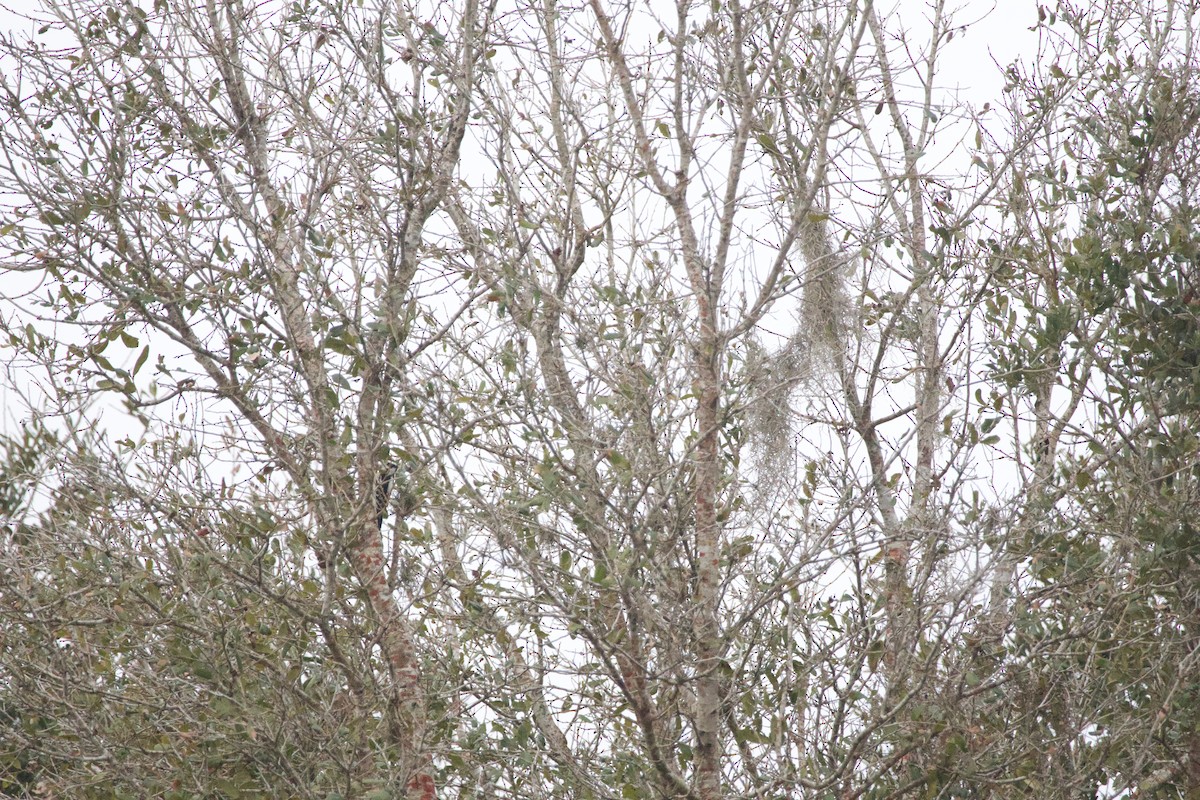 Downy Woodpecker - ML647185142