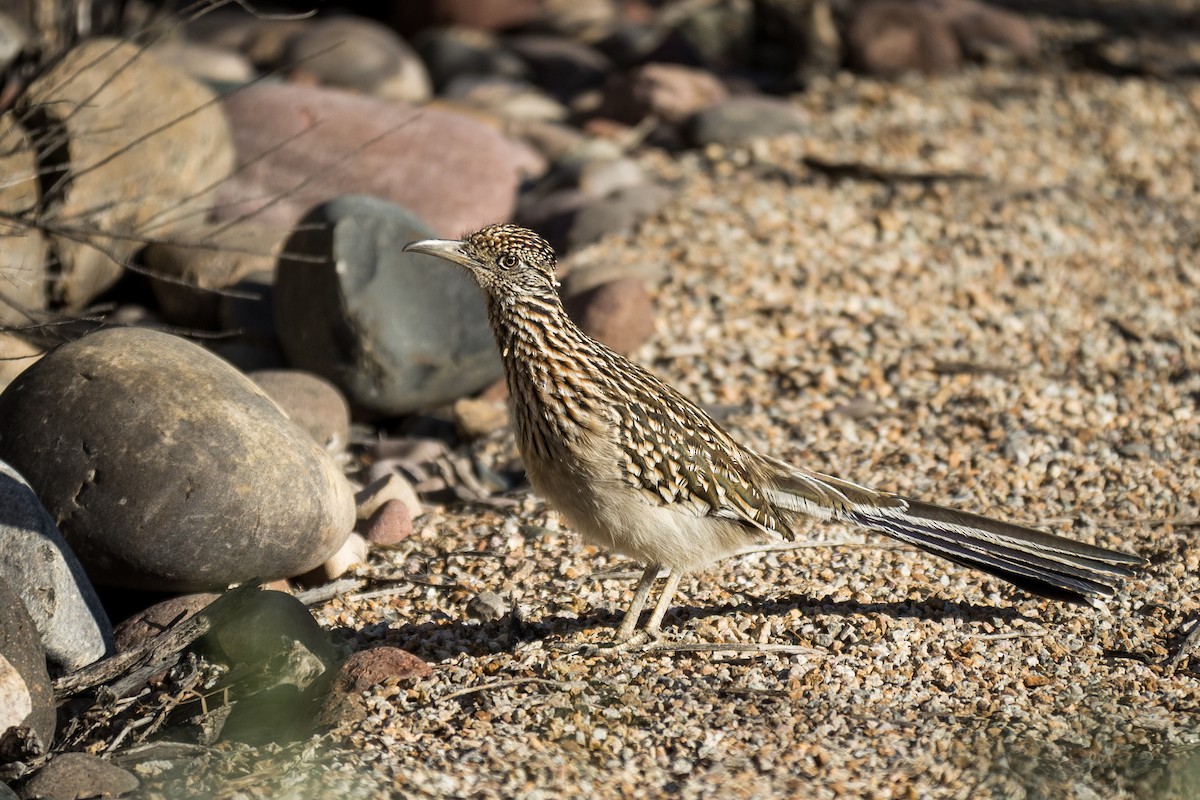 Greater Roadrunner - ML647185143