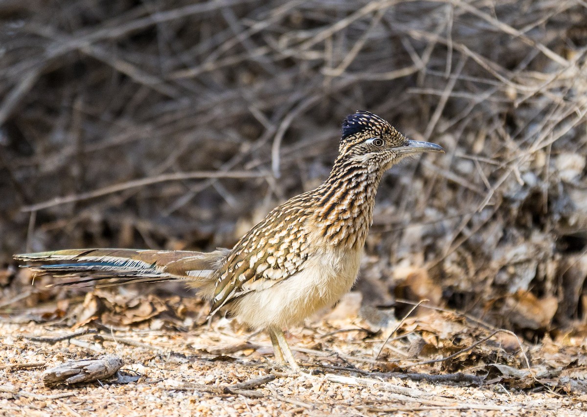 Greater Roadrunner - ML647185144