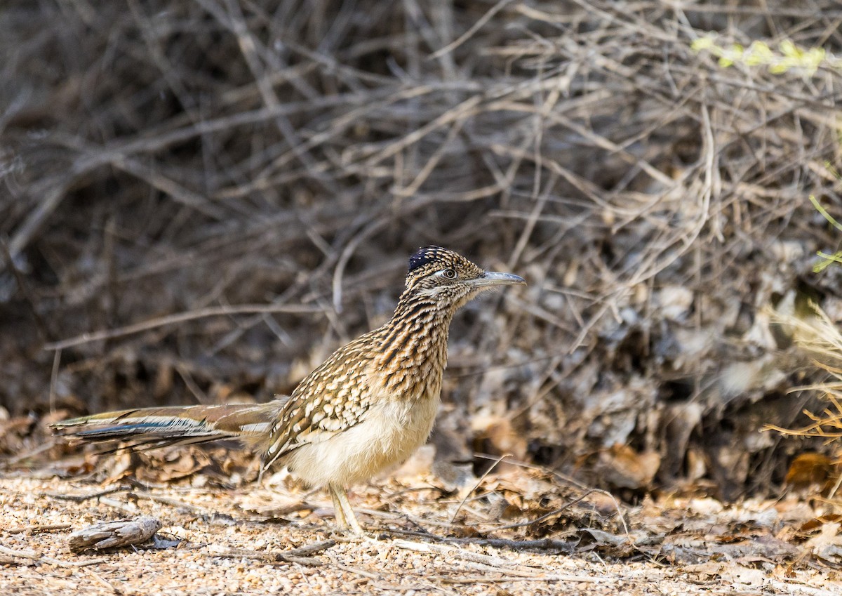 Greater Roadrunner - ML647185145