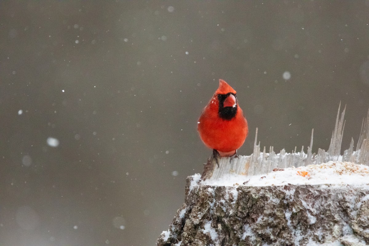 Northern Cardinal - ML647185146