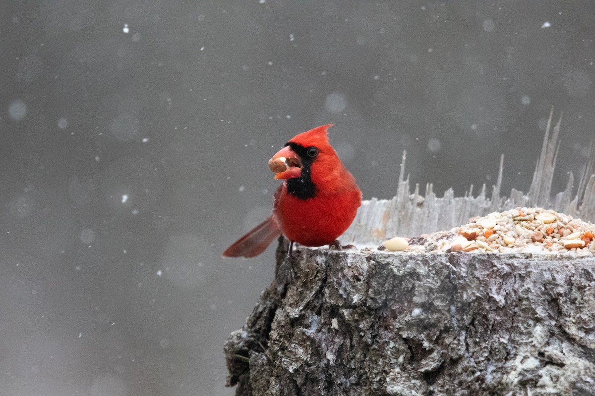 Northern Cardinal - ML647185147
