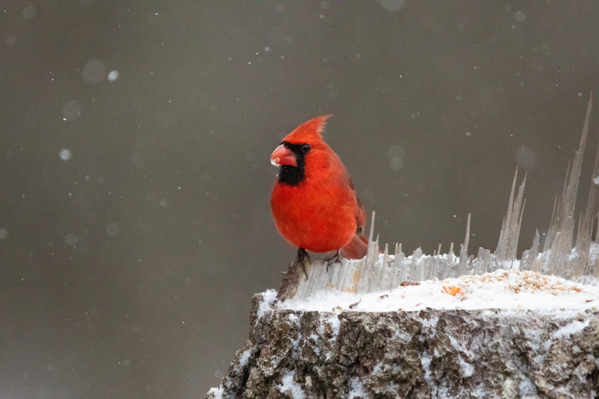 Northern Cardinal - ML647185148