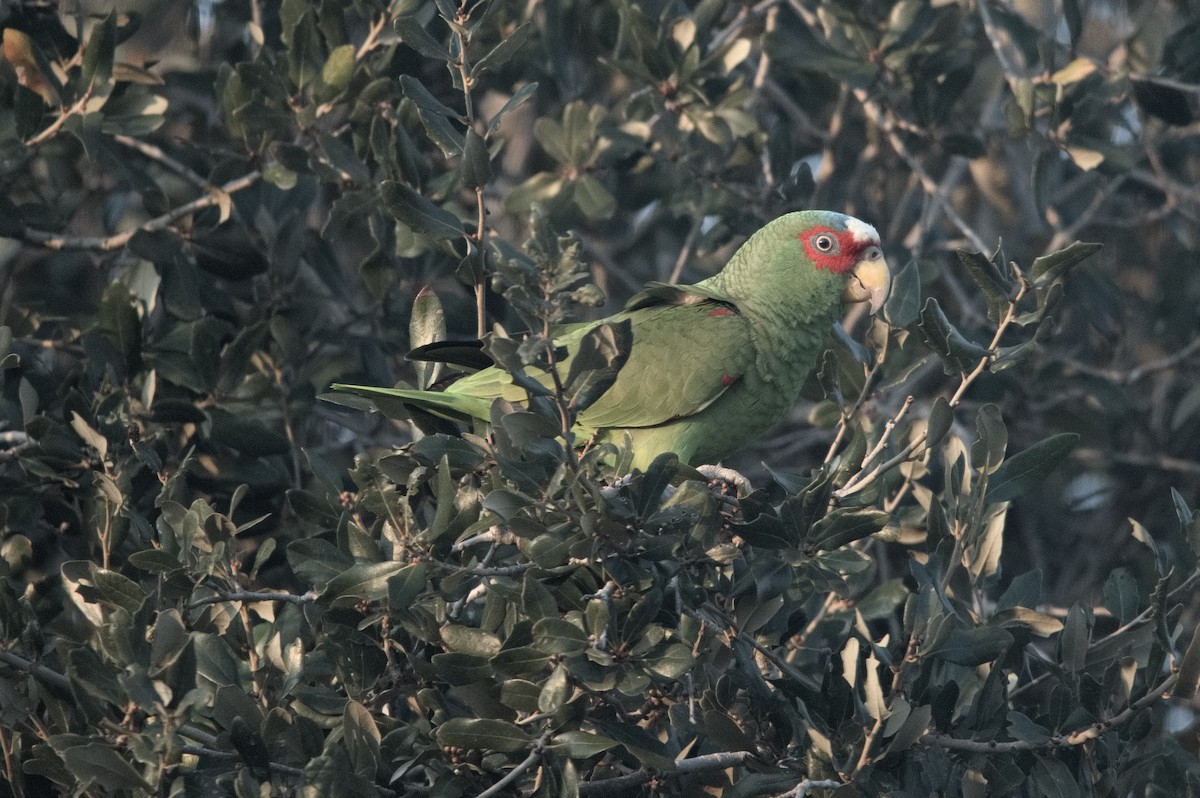 White-fronted Amazon - ML647185149