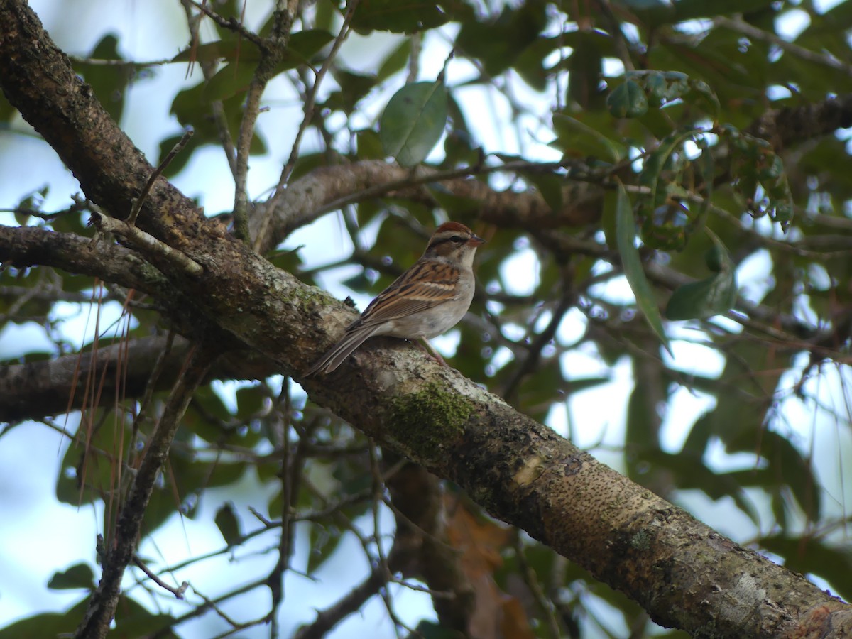 Chipping Sparrow - ML647185153