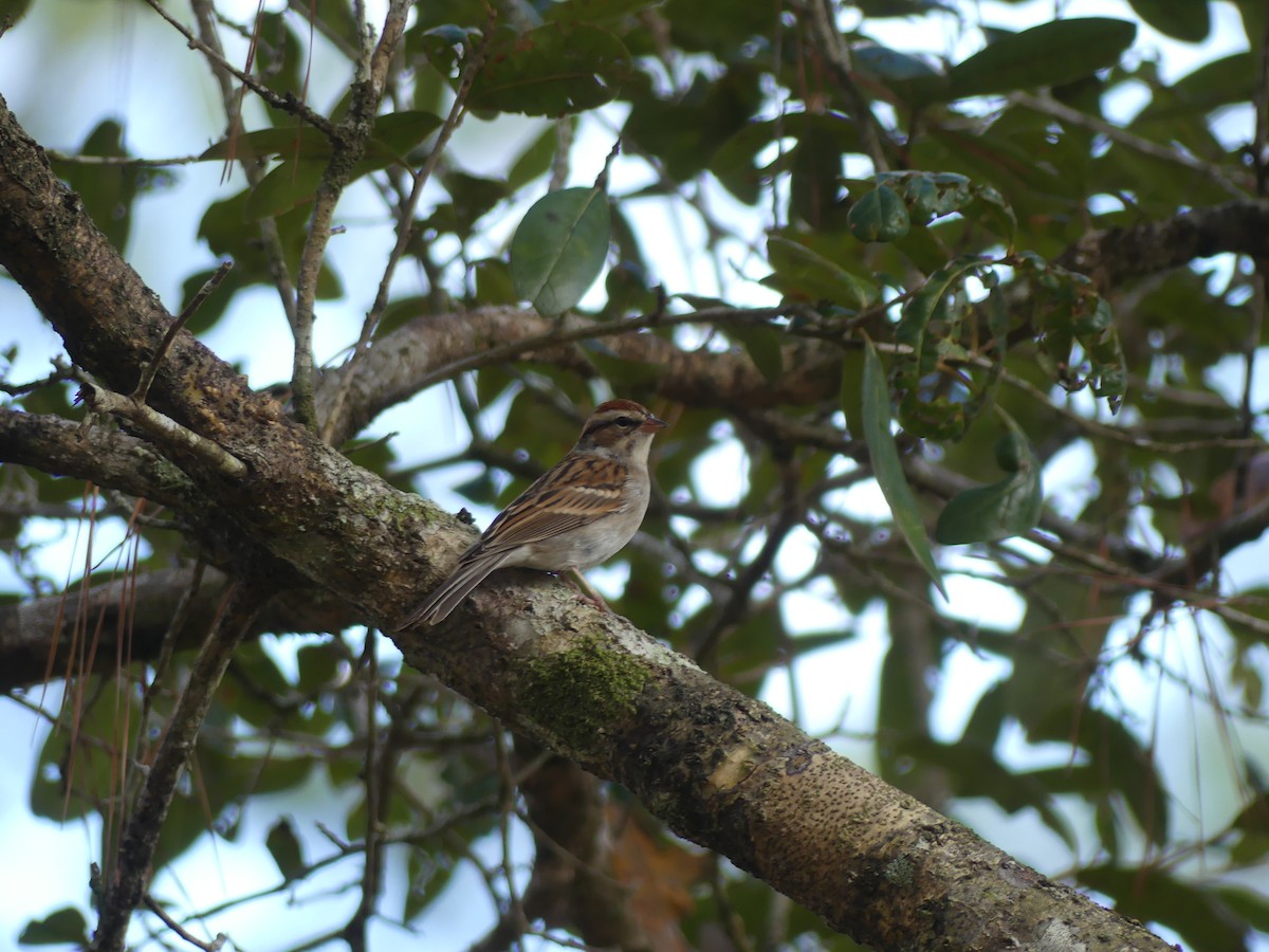 Chipping Sparrow - ML647185154