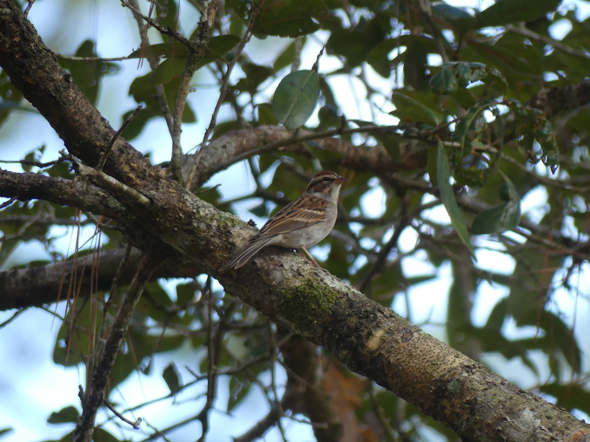 Chipping Sparrow - ML647185155