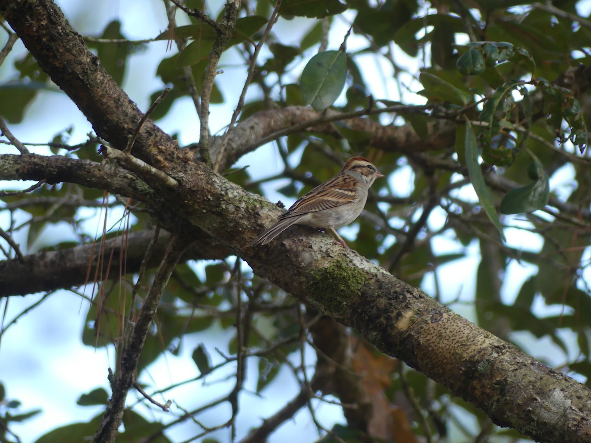 Chipping Sparrow - ML647185156