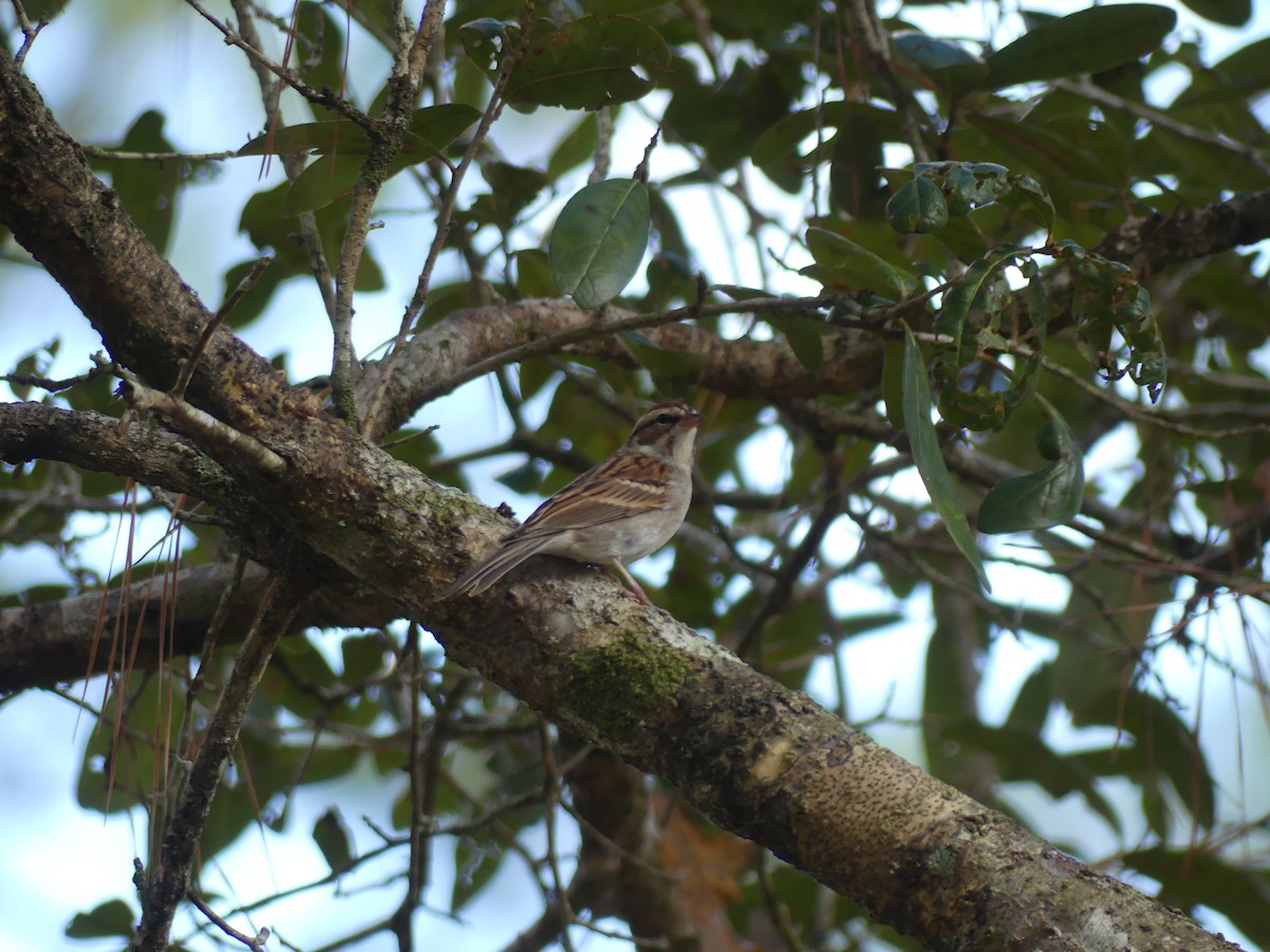 Chipping Sparrow - ML647185157