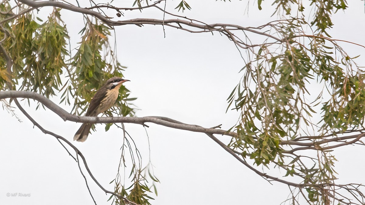 Spiny-cheeked Honeyeater - ML647185159