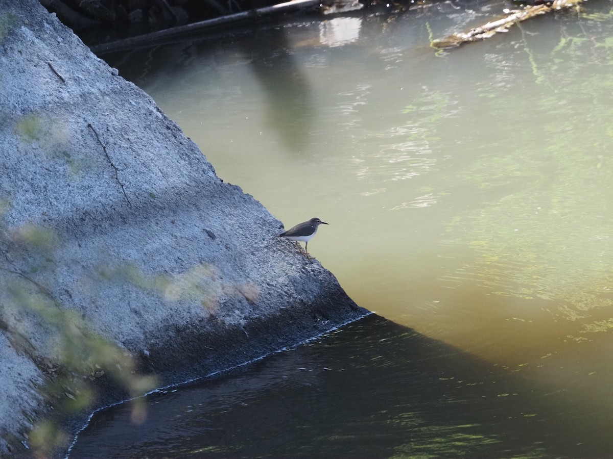 Spotted Sandpiper - ML647185160