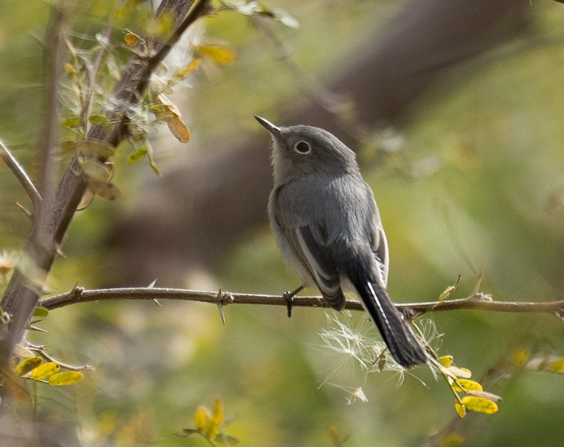 Blue-gray Gnatcatcher - ML647185162