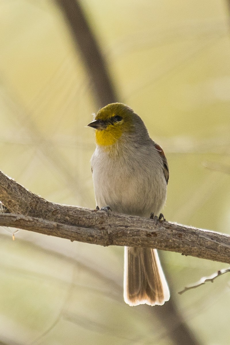 Verdin - ML647185172