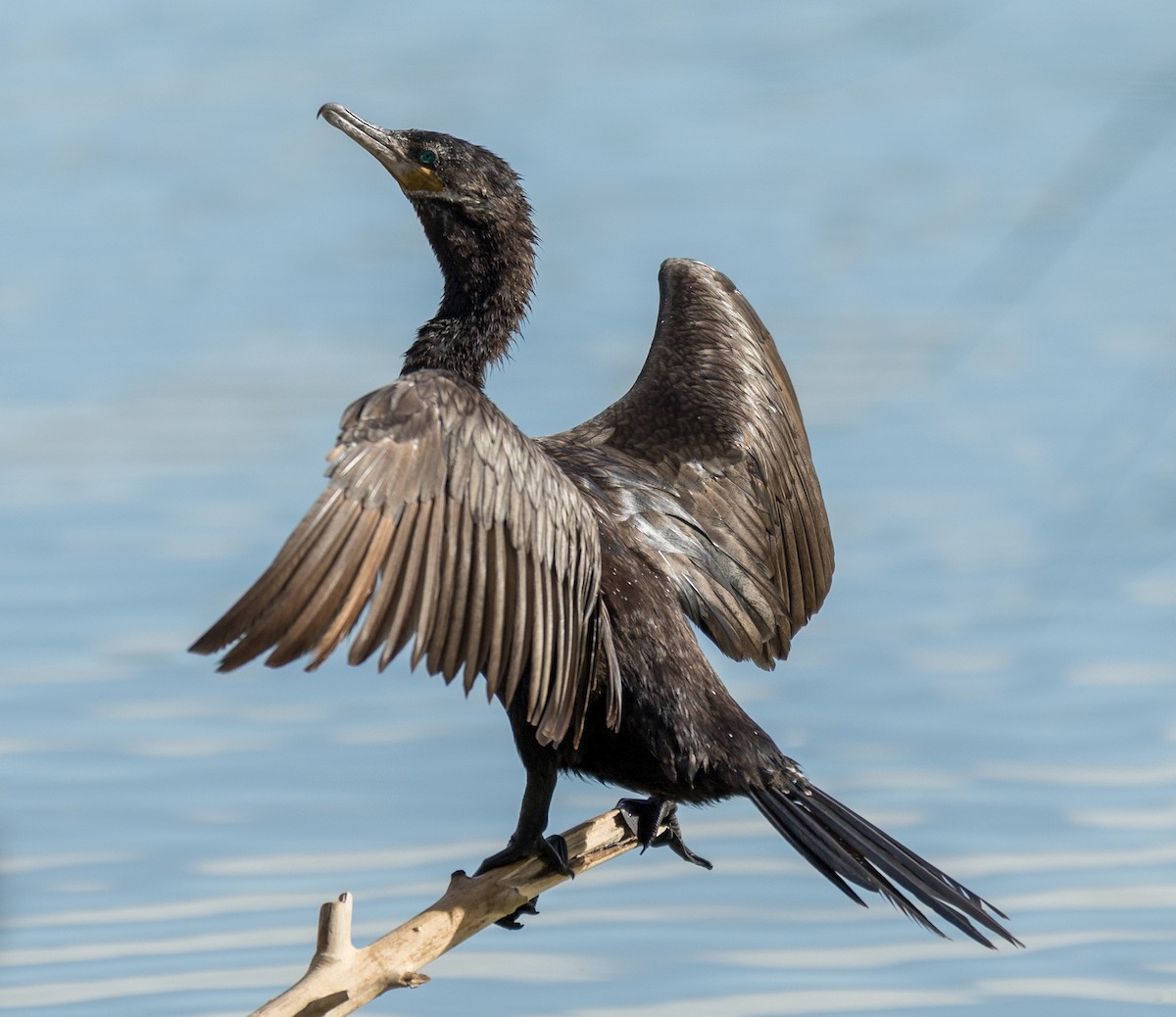 Neotropic Cormorant - ML647185188