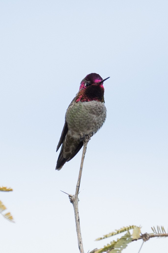 Anna's Hummingbird - ML647185189
