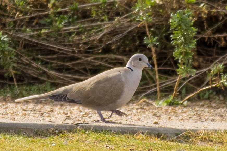 Eurasian Collared-Dove - ML647185198