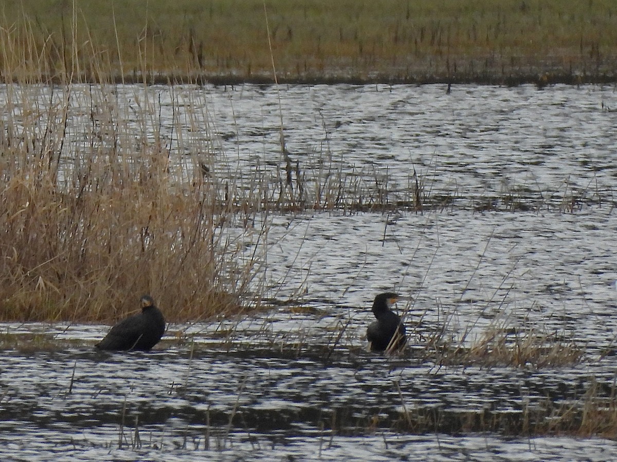 Great Cormorant - ML647185204