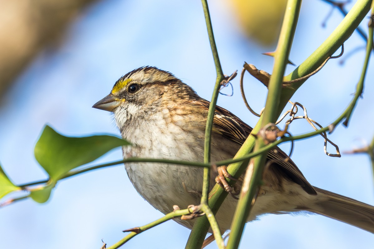 White-throated Sparrow - ML647185206