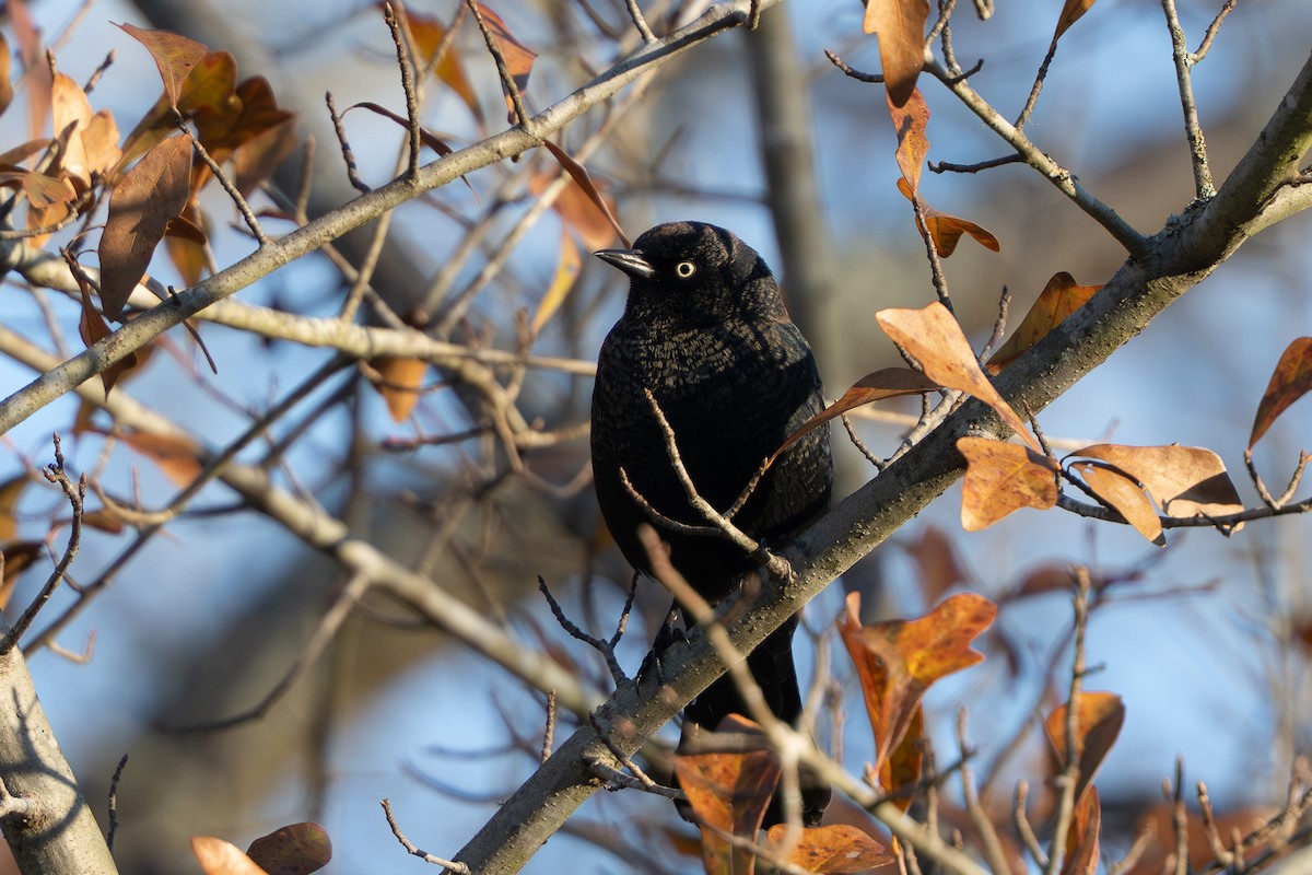 Roststärling - ML647185208