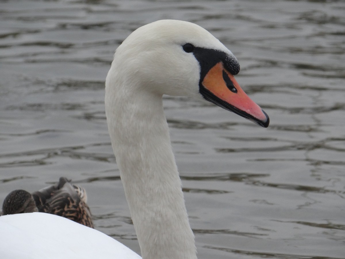 Beltxarga arrunta - ML647185211