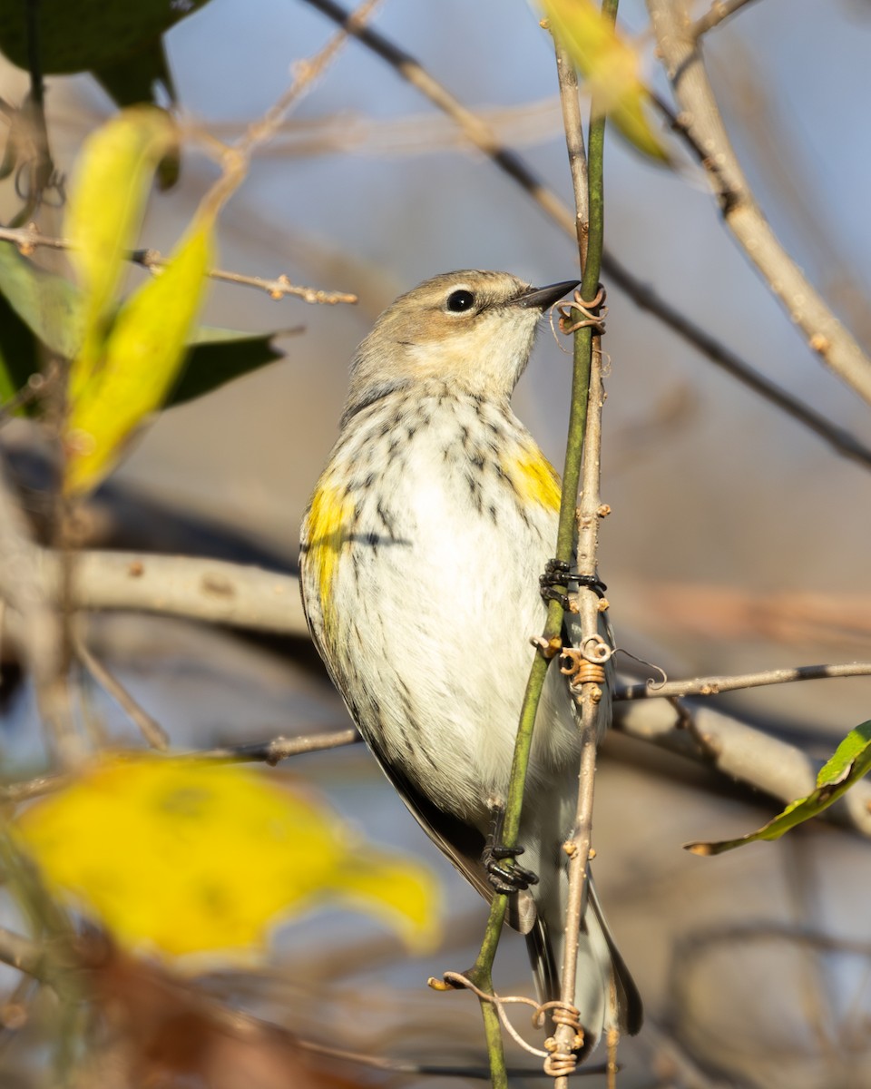 Yellow-rumped Warbler - ML647185212