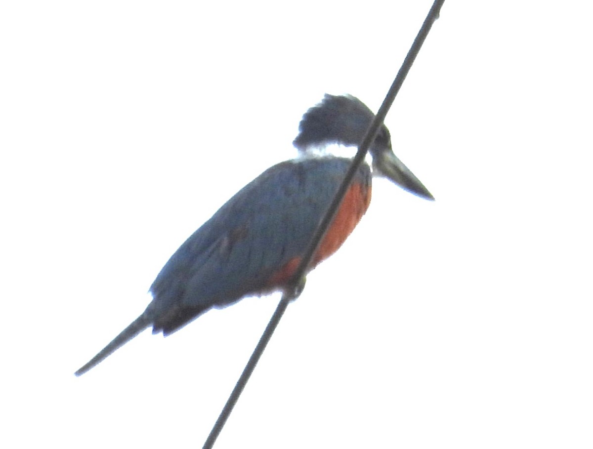 Ringed Kingfisher - ML647185213